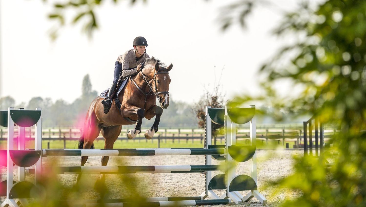 rekken Of anders Carry Talentvolle springpaarden te koop – Stoeterij Sterrehof Paardensport